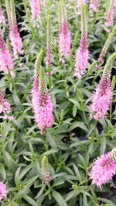 Pink Veronica Close Up