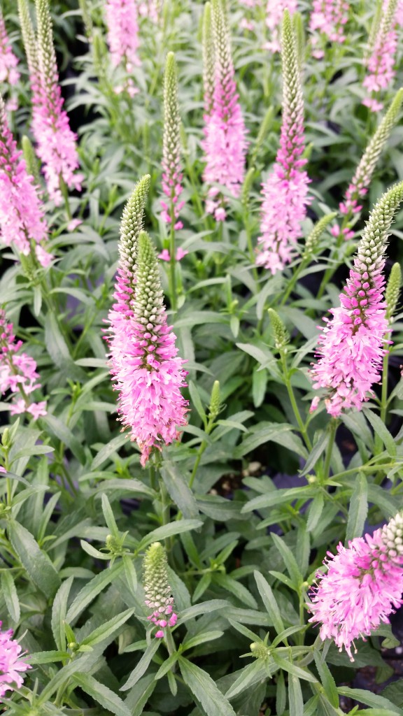 Pink Veronica Close Up