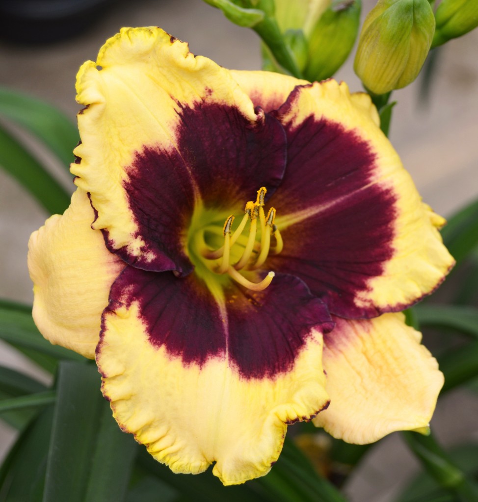 Yellow and Purple Daylily Close Up