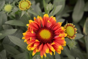 Yellow and Red Gaillardia Close Up