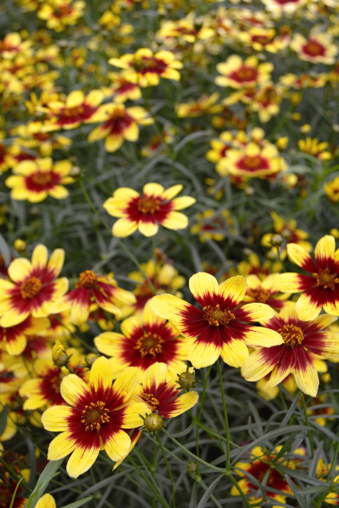 Yellow and Red Coreopsis Close Up