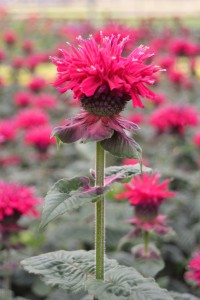 Pink Monarda Close Up