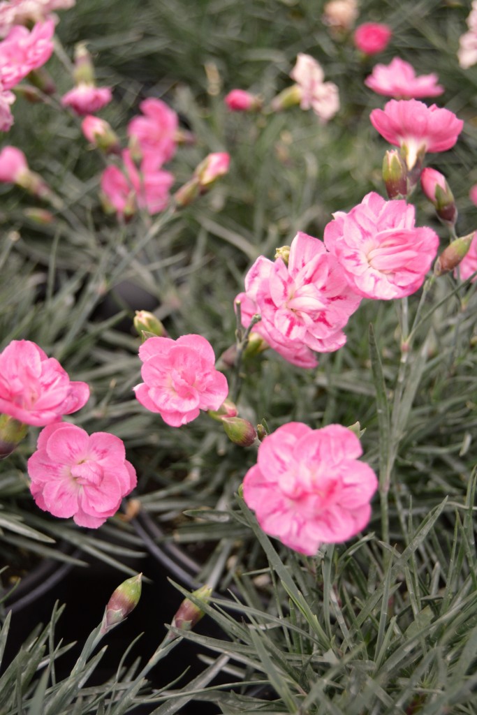 Pink Dianthus Close Up