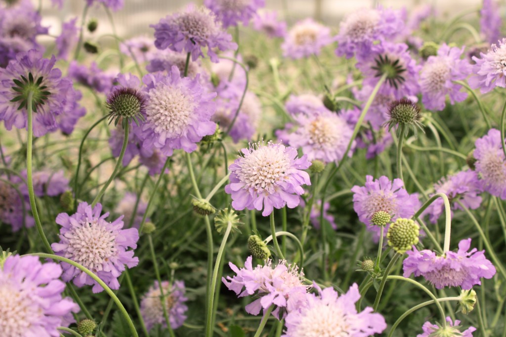 Purple Scabiosa Close Up