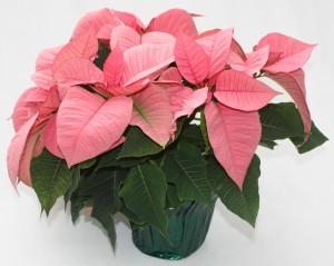 6.5" Poinsettia Pink