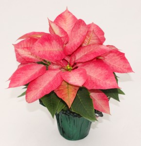 4" Poinsettia Ice Crystal