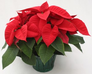 6" Poinsettia Red