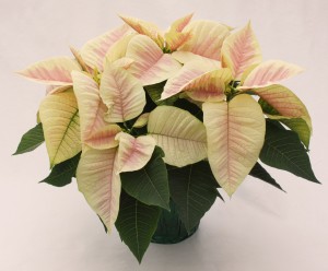 6" Poinsettia Marble