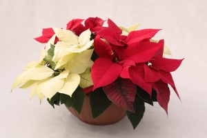 Red and White Combo Poinsettia Planter