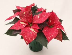 4" Poinsettia Red Glitter