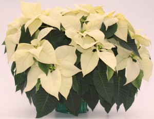 8" Poinsettia White