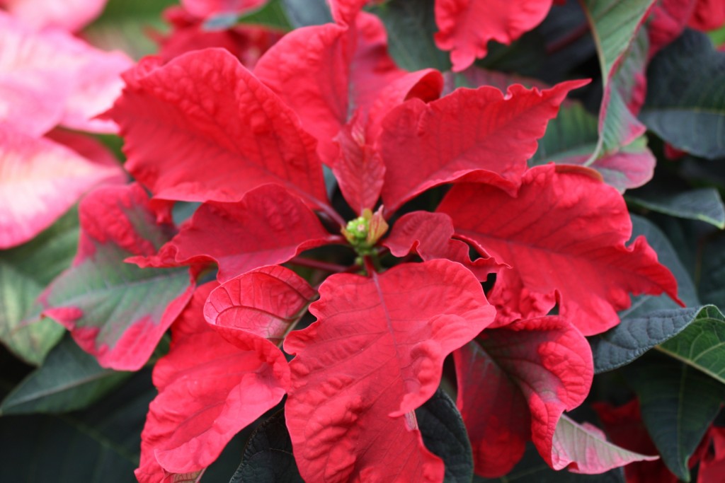 Carousel Dark Red Poinsettia Close Up