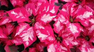 Ice Punch Poinsettia Close Up