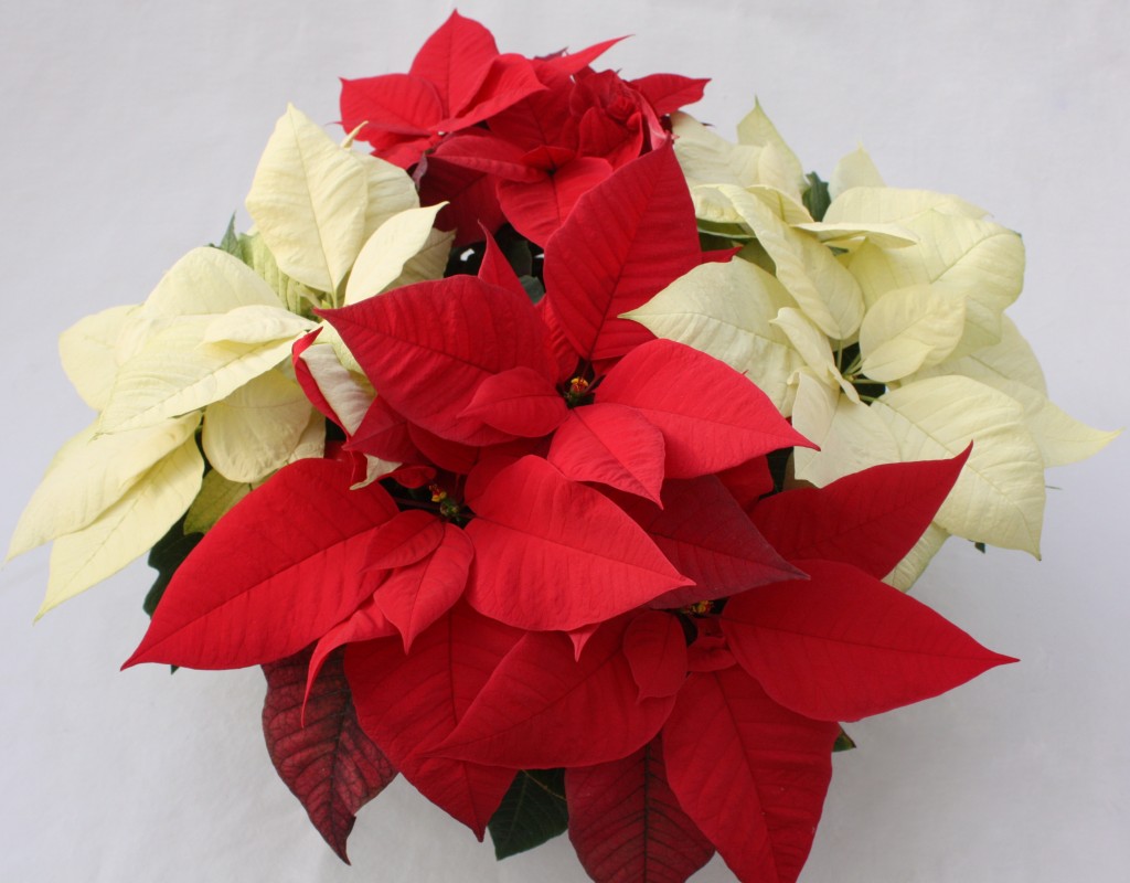 Red and White Poinsettia Combo