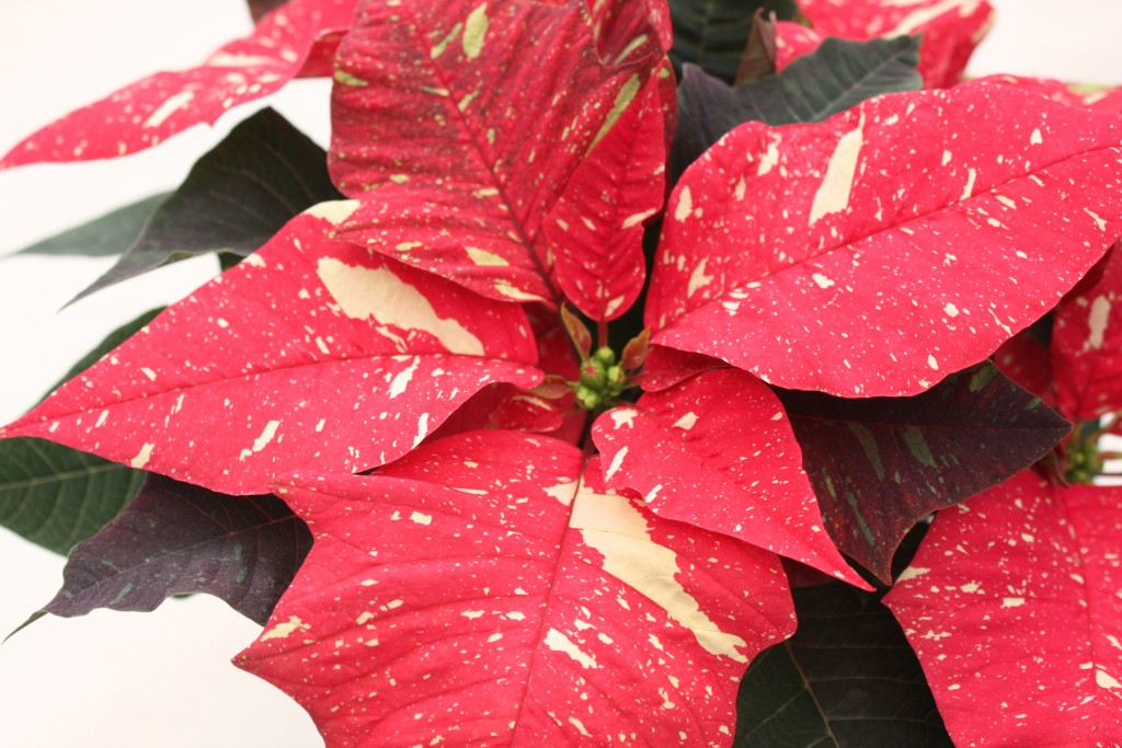 Red Glitter Poinsettia Close Up