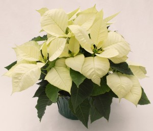 6.5" Poinsettia White