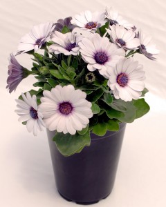 1 Quart White and Purple Osteospermum