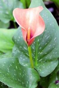 Pink Calla Lily