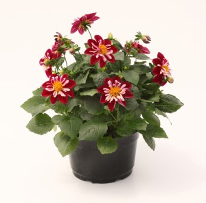 8" Red, Yellow, and White Dahlia Pot