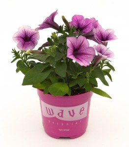 4" Purple Wave Trailing Petunia