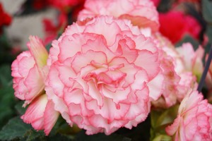 Pink and White Tuberous Begonia Close Up