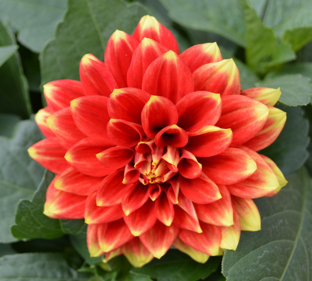 Red and Yellow Dahlia Close Up