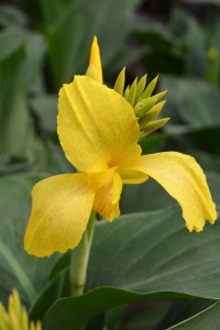 Yellow with Red Spots Canna Lily Close Up