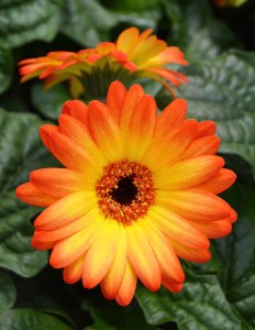Orange and Yellow Gerbera Daisy Close Up