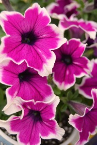 1 Quart Premium Petunia Pot