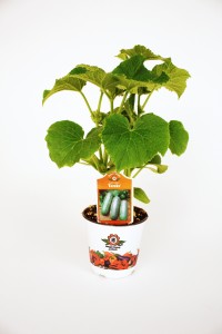 3.5" Eureka Cucumber