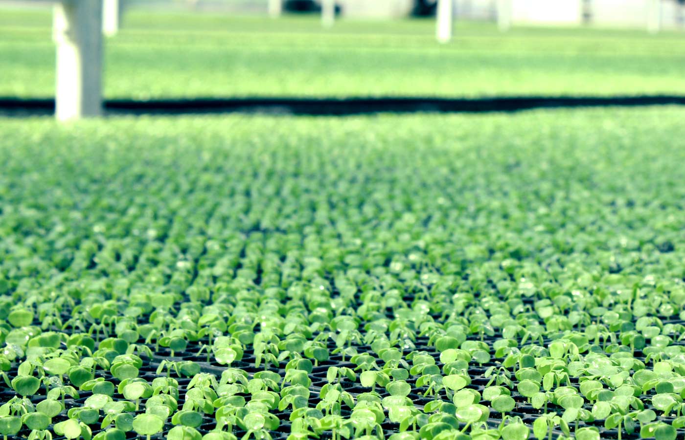 Young Plant Bench Close Up