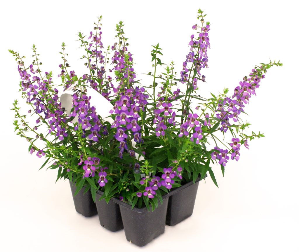 6 Pack Purple Angelonia